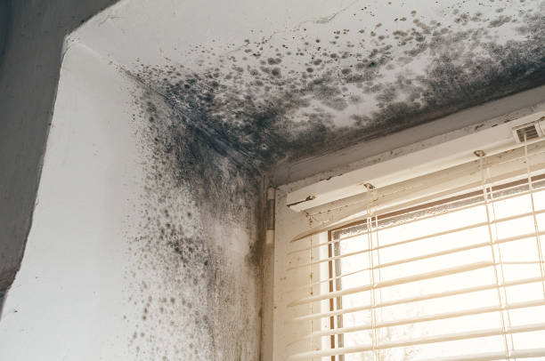 Affordable Black Mold Remediation solutions in Watchung, NJ